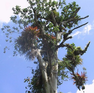 plantas aéreas Foto de plantas aéreas se desenvolvendo no tronco e nos galhos de uma árvore