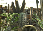 Plantas Xerófitas: adaptação para os climas semiárido e desértico