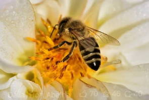 Abelha obtendo pólen numa flor