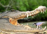 Protocooperação entre o crocodilo africano e o pássaro palito
