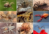 Teste seus conhecimentos sobre os aracnídeos