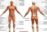 Anatomia Humana: diversas áreas de estudo