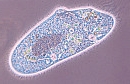 Paramecium aurelia: protozoário ciliado do Reino Protista