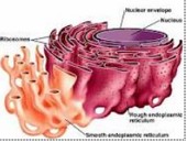 Retículo Endoplasmático: importante organela celular