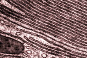 Imagem de microscópio do Retículo Endoplasmático Liso