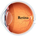 Retina: função de transformar estímulo luminoso em nervoso