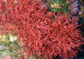 Rodófitas: também conhecidas como algas vermelhas