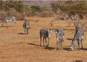 Imagem da savana africana com zebras