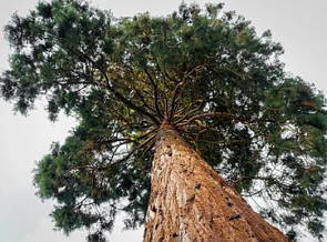 Árvore sequoia
