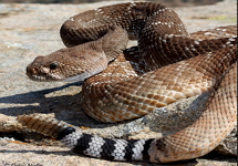 Cascavel: serpente venenosa e comum no Brasil
