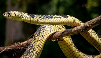 Foto de uma serpente Caninana