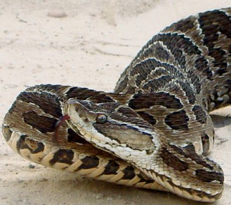 Foto de uma serpente Jararaca