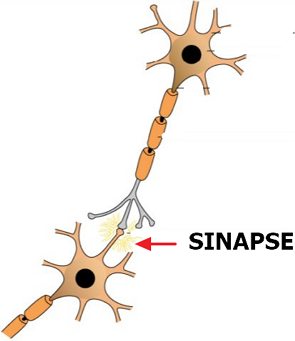 Ilustração mostrando uma sinapse entre neurônios