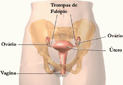 Sistema Reprodutor Feminino: órgãos ligados à reprodução