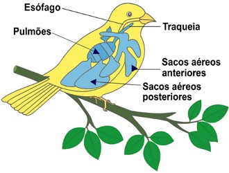 sistema respiratório das aves Imagem didática e ilustrativa do sistema respiratório das aves