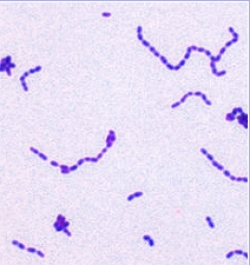 Imagem da bactéria Streptococcus mutans