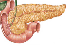 Pâncreas (em amarelo): produz o suco pancreático