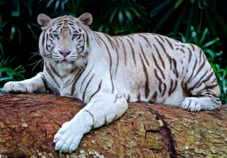 Foto de um tigre branco