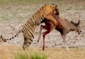 Tigre caçando um veado ou antílope