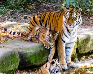 Foto de um tigre jovem com a mãe