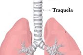 Traqueia: importante órgão do sistema respiratório