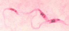 Trypanosoma cruzi: protoário causador da doença de Chagas