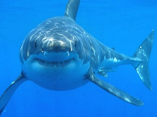 Foto de frente de um tubarão-branco