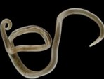áscaris lumbricoides: causadora da ascaridíase