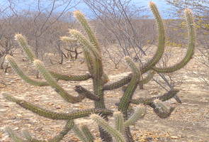 Xique-xique, xerófita comum na Caatinga do Nordeste