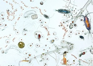 Imagem de microscópio mostrando vários zooplânctons